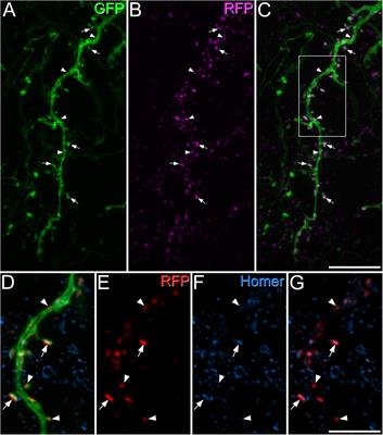 Synaptic circuits involving gastrin-releasing peptide receptor-expressing neurons in the dorsal horn of the mouse spinal cord